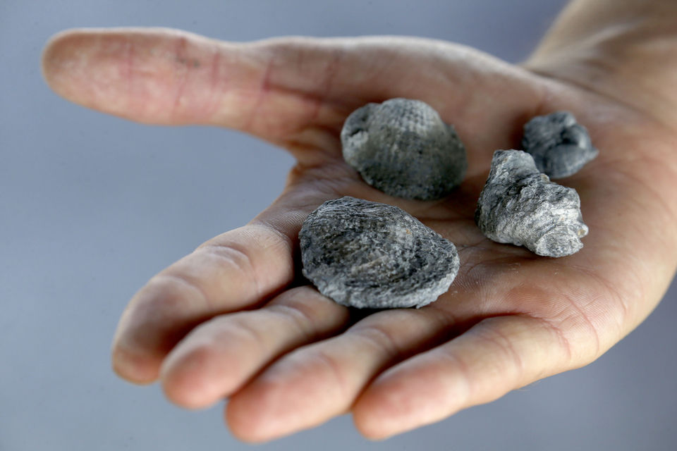 Penn Dixie Fossil Park Fossils (copy)